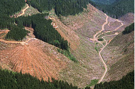 TO SAVE OUR CLIMATE WE NEED TALLER TREES NOT TALLER WOODEN BUILDINGS